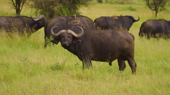 a herd of African buffalo grazes on a green meadow in the African savannah on the grass surrounded b alt