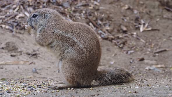 Cape ground squirrel eats grain, Xerus Inauris