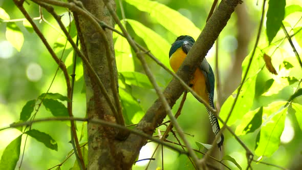 Black-throated Trogon bird perched on branch among tree leaves with yellow and blue plumage alt