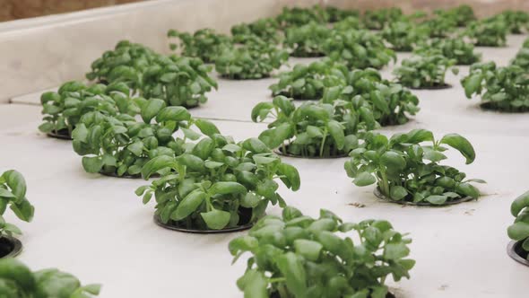 Growing basill and herbs in hydroponic system, seed pods made of rock wool alt