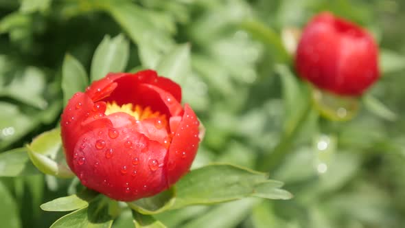 Slow motion of Peony family Paeoniaceae plant under rain close-up   1920X1080 HD footage - Macro of  alt