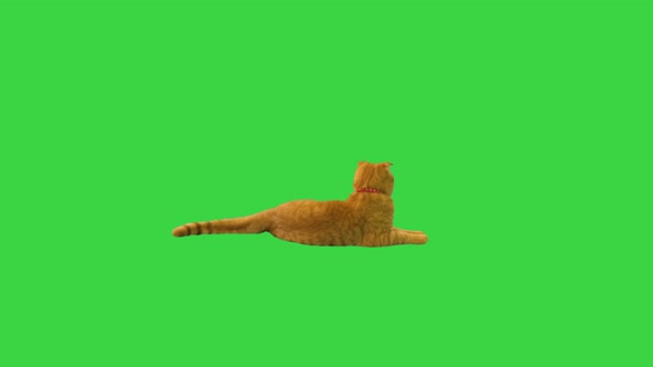 Pretty Cat Lying and Waving His Tail on a Green Screen Chroma Key