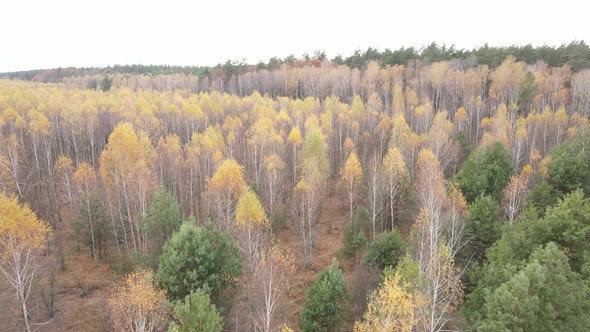 Beautiful Forest with Trees in an Autumn Day alt