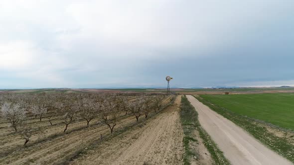 Aerial View of Almond Trees in Bloom