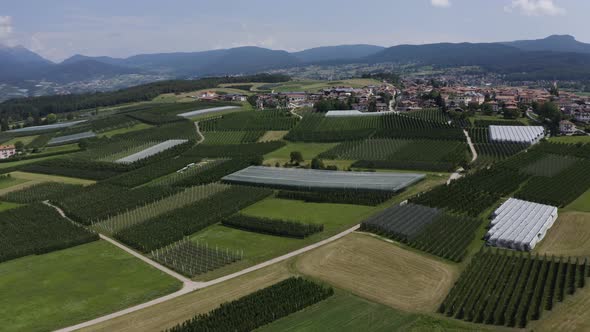 Aerial view of Beautiful Vineyards from Drone. Vine grapes Agriculture. alt