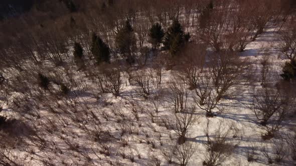 Aerial view. Flight over a snowy forest in a mountainous hilly landscape.Villagein the valley alt