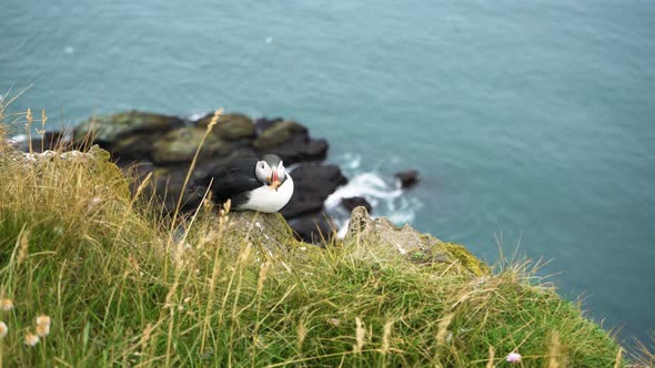 Single Atlantic Puffin On Latrabjarg Promontory In Westfjord, Iceland. - close up alt