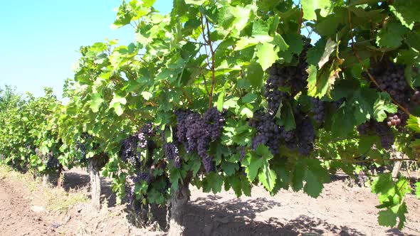 Grape Vine In Vineyard