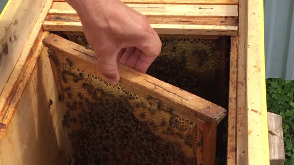 Beautiful Winged Bee Slowly Flies to Beehive Collect Nectar on Private Apiary from Live Flowers