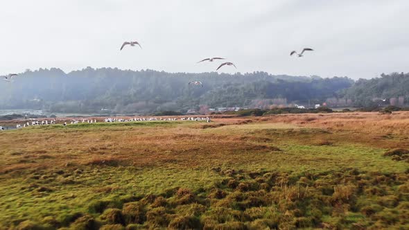 close up flock of birds flying towards the camera slow motion