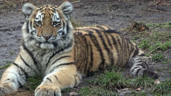 Tiger cub. Siberian tiger, Panthera tigris altaica.