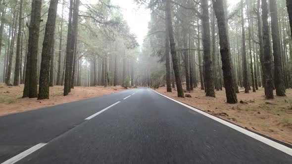 Road in Teide National Park, Tenerife, Canary Islands, Spain alt