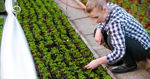 Gardener Examining Flowers in Greenhouse Agriculture alt