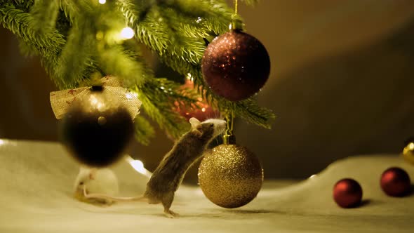 The little grey rat washes his face. Symbol of new year 2020.