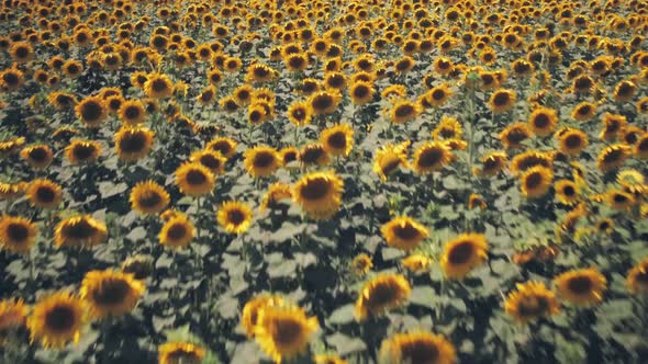 Rows of sunflowers in a field in Spring sunshine. Aerial drone view alt