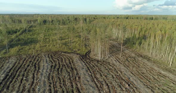 Cleared Forest Cut Down Trees Deforestation Area Aerial View Backwards