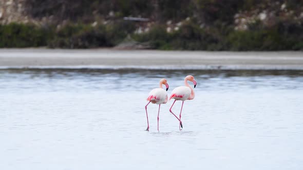 Couple Flamingo Walk in Shallow Water Pair Wild Greater Flamingo in the Salt Lake Two Animal alt
