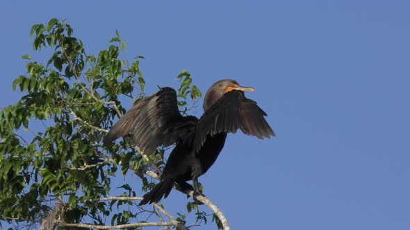  Double Crested Cormorant 0n A Tree In Florida Wetlands