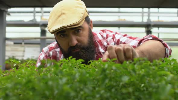 Handsome Bearded Farmer Checking Green Sprouts in Hothouse, Family Business