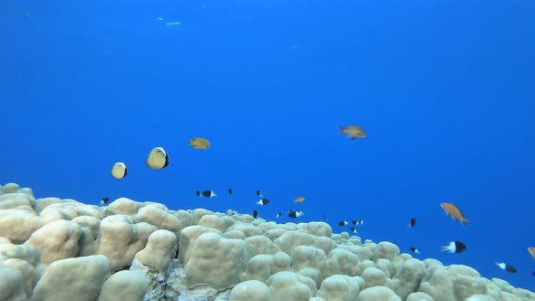 Tropical Fish Coral Reef alt