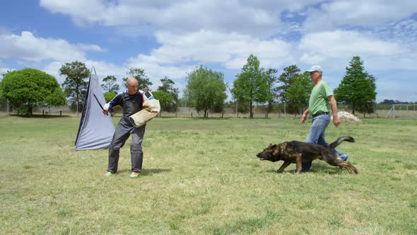 Trainer training a shepherd dog in the field alt