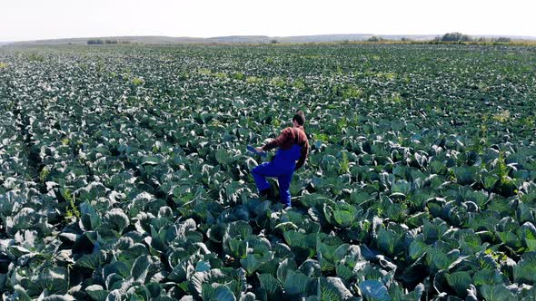 Cabbage Plantation and an Agriculturer Walking Along It alt