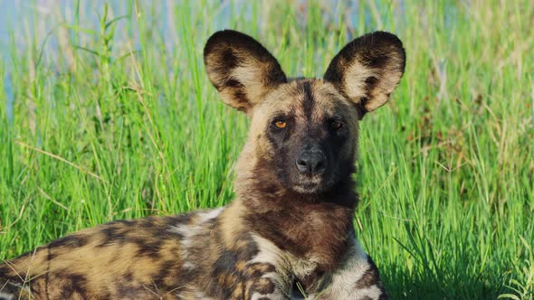 Endangered African Wild Dog Looking At Camera In Khwai, Botswana, South Africa. - close up alt
