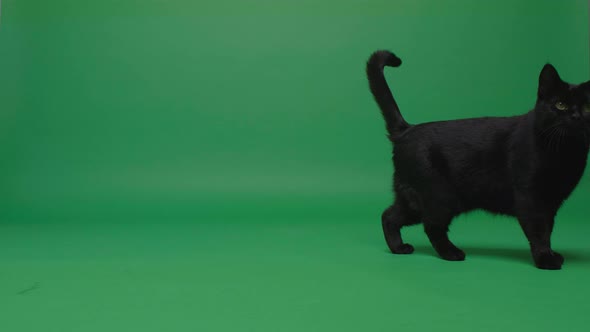 Elegant Black Cat