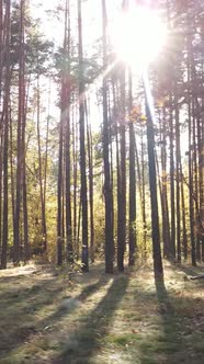 Vertical Video Trees in the Autumn Forest in the Afternoon alt