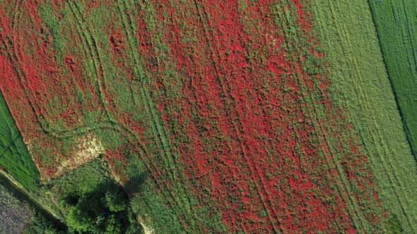 Top View Of Colorful Poppy Field On A Sunny Day. Red Poppies. aerial drone alt