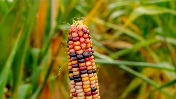 Colored corn cobs.Multicolored corn in the autumn cornfield alt