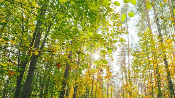 Change Season From Green Summer To Yellow Colors of Autumn Forest Landscape alt
