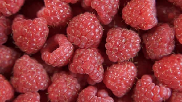 Lots of Ripe Raspberries Closeup