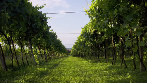 Flight Over The Italian Vineyard Drone