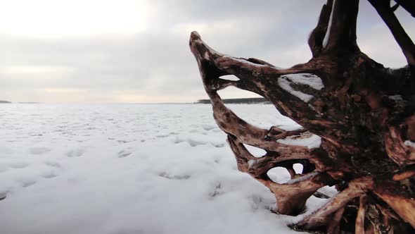 Old Snag On The Shore Of A Frozen Lake, Russia