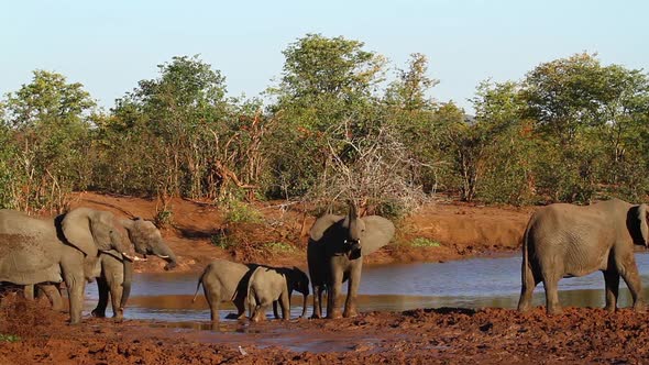 African bush elephant in Kruger National park, South Africa alt