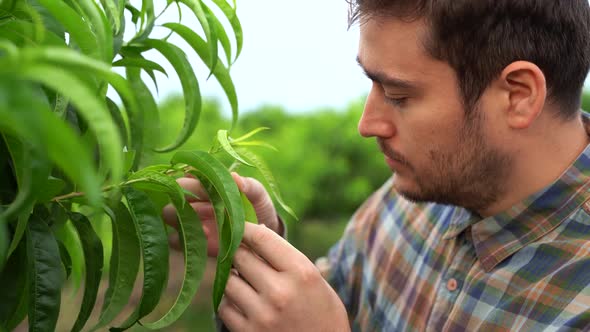 Close Up Image of a Young Farmer Analyzing the Leaves in His Peach Orchard alt