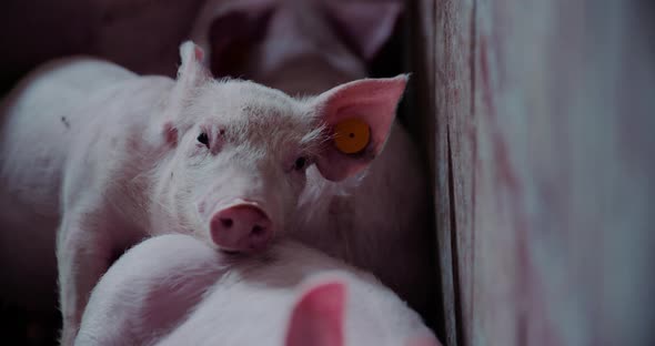 Pigs at Livestock Farm Pork Production Piglet Breeding alt