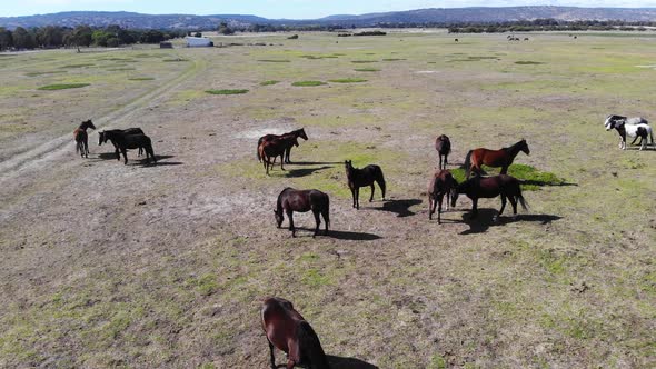 Aerial View of Grassland with Horses 