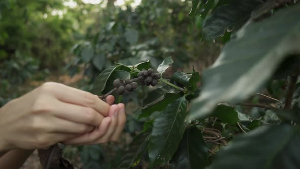 Harvest of coffee beans. Female hands collects black coffee cherries from branch. Coffee plantation