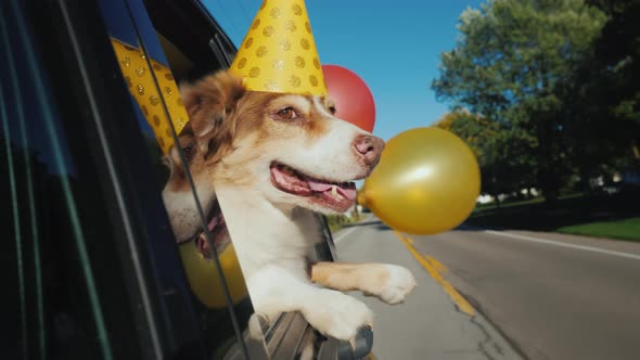 The Dog in a Celebratory Cap with Balloons Goes To the Party. Funny Videos with Animals. alt