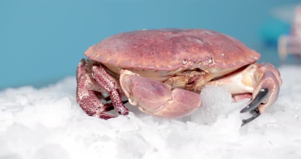 Red Crab Sits On Top Of The Ice With Blue Background. slow motion alt