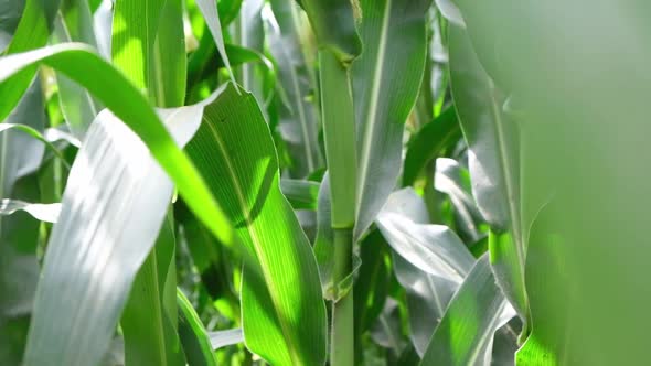 Cornfield