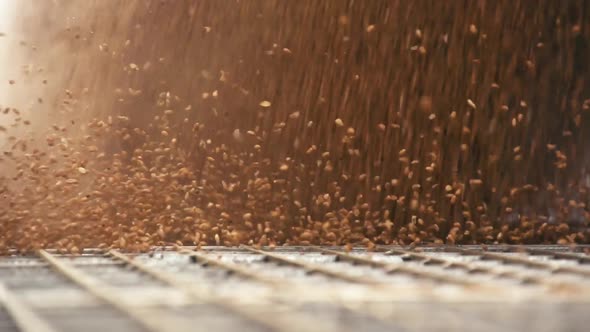 Wheat flows into a gutter/grate after harvesting. alt