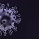 Corona Virus in Xray Seamless Loop  - VideoHive Item for Sale