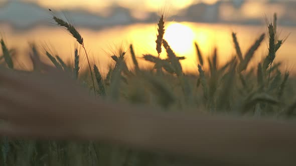 Close Up of a Boy's Hand Sliding on Ears of Wheat at Sunset Sun Rays