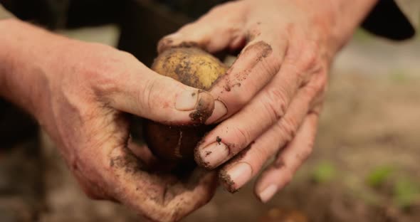 Farmer Inspects His Crop of Potatoes Hands Stained with Earth. alt