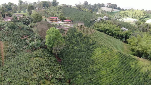 Coffee plantations on the mountains of my farm in Ecuador alt