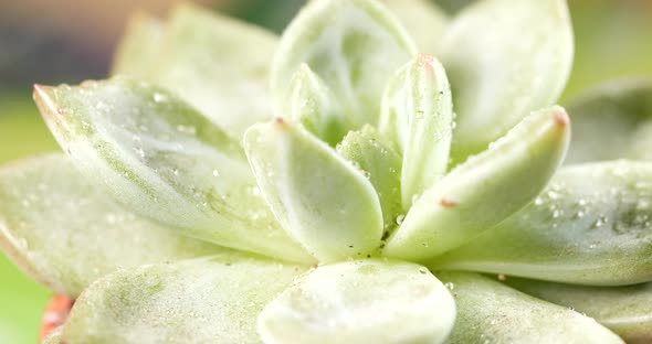 Watering Green Succulents Plant  alt