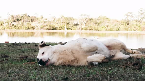 Scratching that itch, the family dog scratching his back rolling in the grass alt